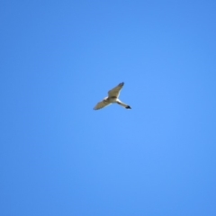 Falco cenchroides (Nankeen Kestrel) at Burra, NSW - 24 Nov 2018 by KShort