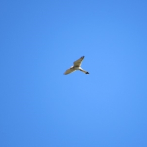 Falco cenchroides at Burra, NSW - 24 Nov 2018