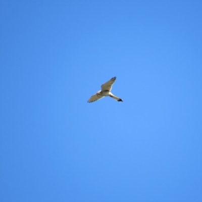 Falco cenchroides (Nankeen Kestrel) at Burra, NSW - 23 Nov 2018 by KShort