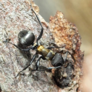 Polyrhachis ornata at Acton, ACT - 22 Nov 2018