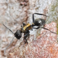 Polyrhachis ornata at Acton, ACT - 22 Nov 2018