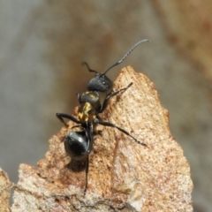 Polyrhachis ornata at Acton, ACT - 22 Nov 2018