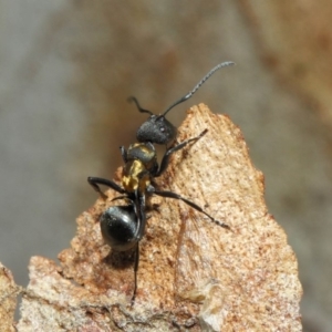 Polyrhachis ornata at Acton, ACT - 22 Nov 2018 10:44 AM