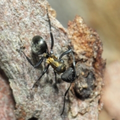 Polyrhachis ornata at Acton, ACT - 22 Nov 2018