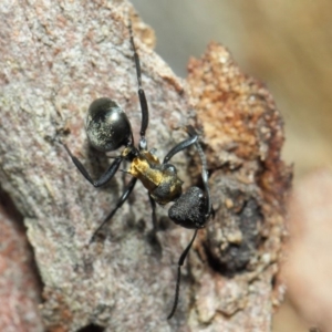 Polyrhachis ornata at Acton, ACT - 22 Nov 2018 10:44 AM