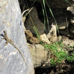 Intellagama lesueurii howittii (Gippsland Water Dragon) at Burra, NSW - 24 Nov 2018 by KShort