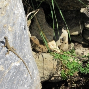 Intellagama lesueurii howittii at Burra, NSW - 24 Nov 2018 09:35 AM