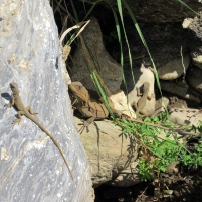 Intellagama lesueurii howittii (Gippsland Water Dragon) at Googong Foreshore - 23 Nov 2018 by KShort