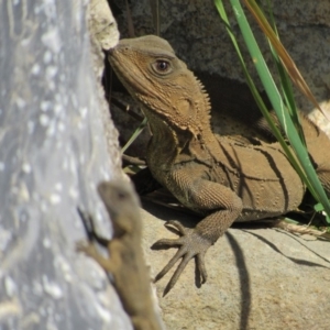 Intellagama lesueurii howittii at Burra, NSW - 24 Nov 2018 09:35 AM