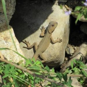 Intellagama lesueurii howittii at Burra, NSW - 24 Nov 2018 09:35 AM