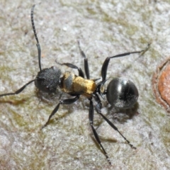 Polyrhachis ornata (Ornate spiny ant) at ANBG - 21 Nov 2018 by TimL
