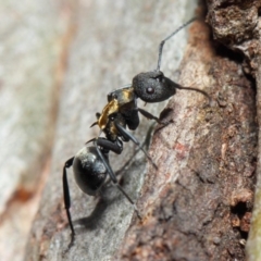 Polyrhachis ornata at Acton, ACT - 22 Nov 2018 10:46 AM