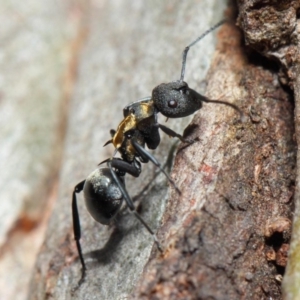 Polyrhachis ornata at Acton, ACT - 22 Nov 2018