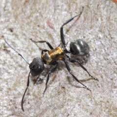 Polyrhachis ornata at Acton, ACT - 22 Nov 2018 10:46 AM