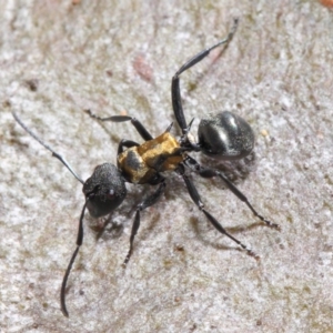 Polyrhachis ornata at Acton, ACT - 22 Nov 2018