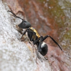 Polyrhachis ornata at Acton, ACT - 22 Nov 2018 10:46 AM