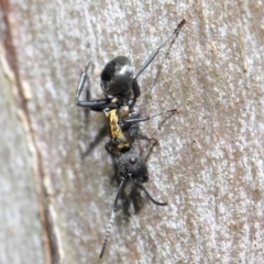 Polyrhachis ornata at Acton, ACT - 22 Nov 2018