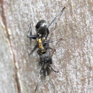 Polyrhachis ornata at Acton, ACT - 22 Nov 2018 10:46 AM