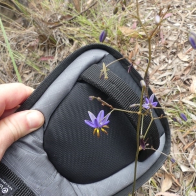 Dianella revoluta var. revoluta (Black-Anther Flax Lily) at Hackett, ACT - 24 Nov 2018 by WalterEgo