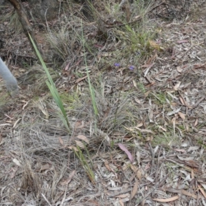 Dianella revoluta var. revoluta at Hackett, ACT - 24 Nov 2018