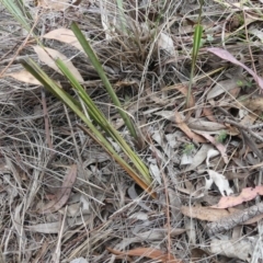 Dianella revoluta var. revoluta at Hackett, ACT - 24 Nov 2018 11:23 AM