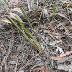 Dianella revoluta var. revoluta at Hackett, ACT - 24 Nov 2018