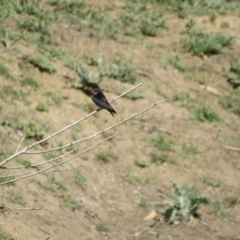Hirundo neoxena (Welcome Swallow) at Burra, NSW - 24 Nov 2018 by KShort
