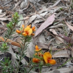 Pultenaea subspicata at Hackett, ACT - 24 Nov 2018