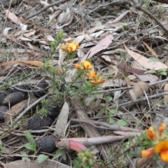 Pultenaea subspicata at Hackett, ACT - 24 Nov 2018