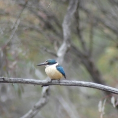 Todiramphus sanctus (Sacred Kingfisher) at Hackett, ACT - 24 Nov 2018 by WalterEgo