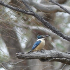 Todiramphus sanctus at Hackett, ACT - 24 Nov 2018