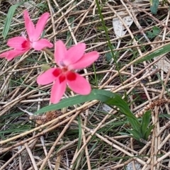 Freesia laxa (False Freesia, Flame Freesia) at Bawley Point, NSW - 24 Nov 2018 by GLemann