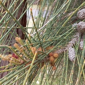 Casuarina glauca at Bawley Point, NSW - 24 Nov 2018