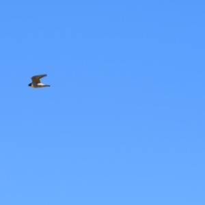 Falco peregrinus at Burra, NSW - 24 Nov 2018