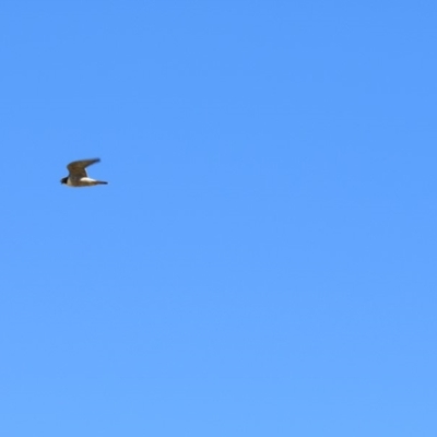 Falco peregrinus (Peregrine Falcon) at Googong Foreshore - 23 Nov 2018 by KShort