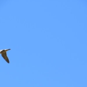 Falco peregrinus at Burra, NSW - 24 Nov 2018
