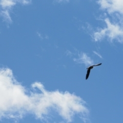 Falco peregrinus at Burra, NSW - 24 Nov 2018 09:10 AM