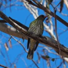 Oriolus sagittatus (Olive-backed Oriole) at Belconnen, ACT - 4 Sep 2018 by wombey