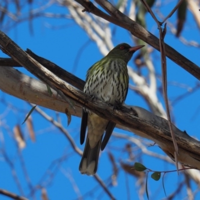 Oriolus sagittatus (Olive-backed Oriole) at Lake Ginninderra - 4 Sep 2018 by wombey