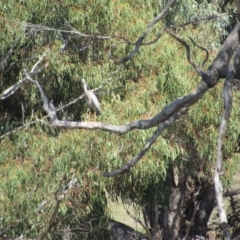 Egretta novaehollandiae (White-faced Heron) at Burra, NSW - 24 Nov 2018 by KShort