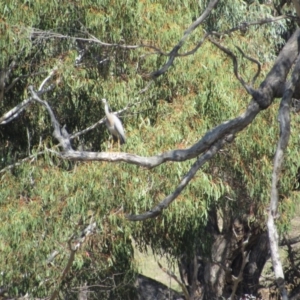 Egretta novaehollandiae at Burra, NSW - 24 Nov 2018