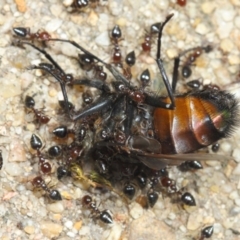 Crematogaster sp. (genus) (Acrobat ant, Cocktail ant) at Acton, ACT - 22 Nov 2018 by Tim L