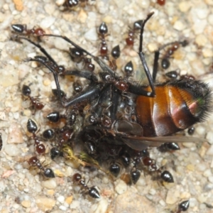 Crematogaster sp. (genus) at Acton, ACT - 22 Nov 2018 11:02 AM