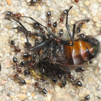 Crematogaster sp. (genus) (Acrobat ant, Cocktail ant) at ANBG - 22 Nov 2018 by Tim L