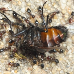 Crematogaster sp. (genus) at Acton, ACT - 22 Nov 2018