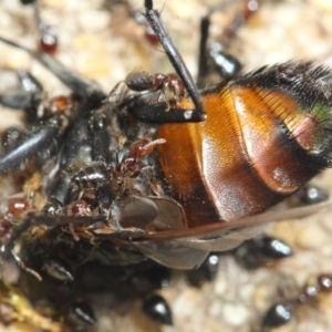 Crematogaster sp. (genus) at Acton, ACT - 22 Nov 2018 11:02 AM