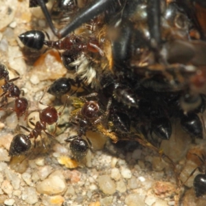 Crematogaster sp. (genus) at Acton, ACT - 22 Nov 2018