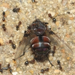 Crematogaster sp. (genus) at Acton, ACT - 22 Nov 2018 11:02 AM