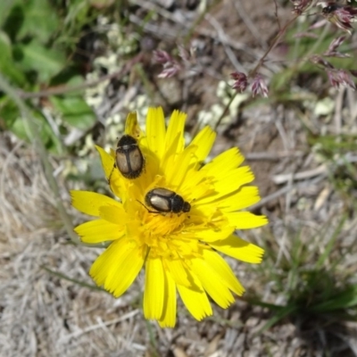 Liparetrus discipennis (A chafer beetle) at Bibbenluke Common - 18 Nov 2018 by JanetRussell