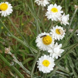 Ammobium alatum at Adaminaby, NSW - 17 Nov 2018 03:45 PM